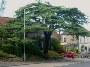 tree sue bucklow