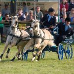 Pony and trap racing at the Frome Cheese show