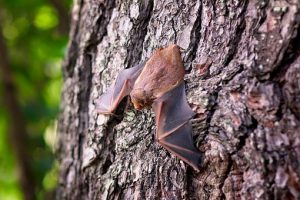 Bat on a tree