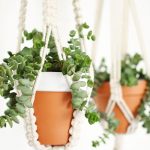 Macrame plant hangers