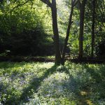 Tree with sunlight shining through