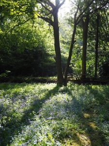 Tree with sunlight shining through