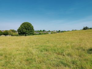 Photo of the Old Showfield