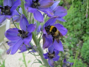 Bumble bee on a blue flower