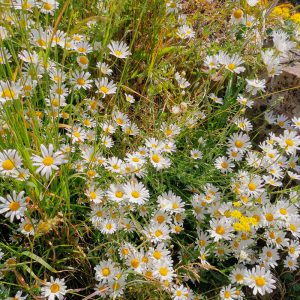 wild flowers in long grass