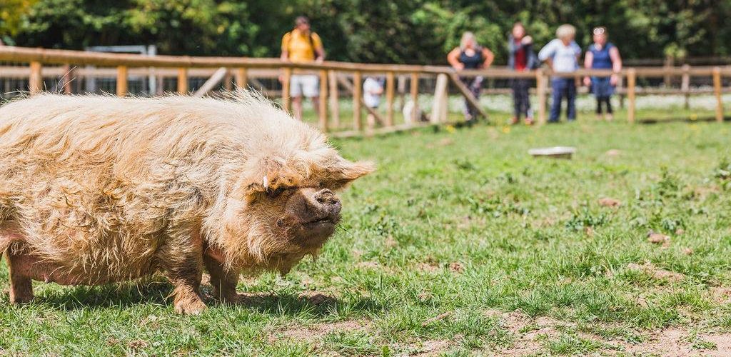 Pig at the Hope Nature Centre