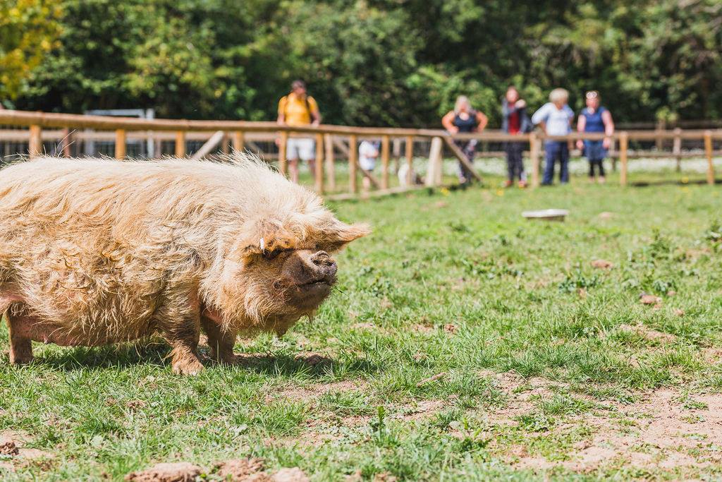 Pig at the Hope Nature Centre