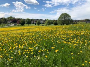 Buttercups in the Showfield, Frome