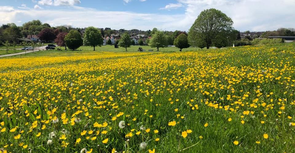 Buttercups in the Showfield, Frome