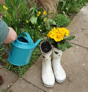 Yellow flowers planted in an old pair of wellies, which are white with owl eyes and feather illustrations. The plants are being watered with a teal watering can.