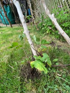 green beans planted by homemade wigwam