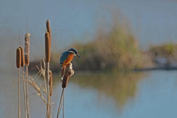 kingfisher