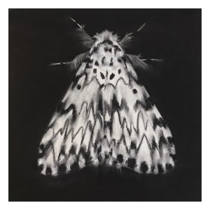 Charcoal drawing of moth by Abigail Reed