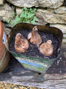 Overhead shot of bulbs in recycled tin can