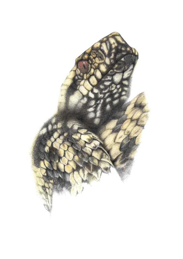 Drawing of an adder by Woolley Wildlife