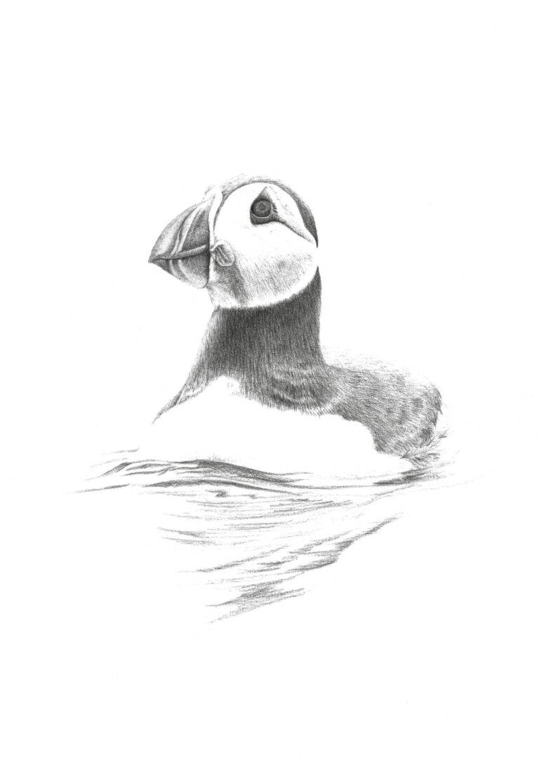 Drawing of puffin by Woolley Wildlife