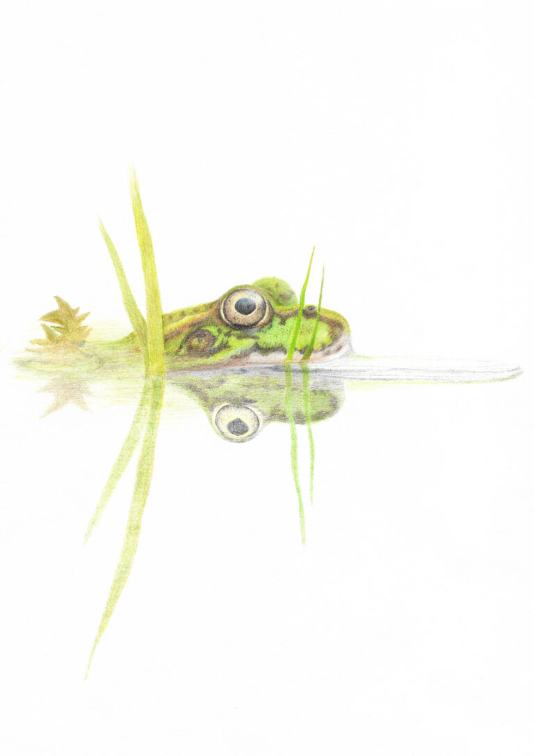 Drawing of a frog by Woolley Wildlife