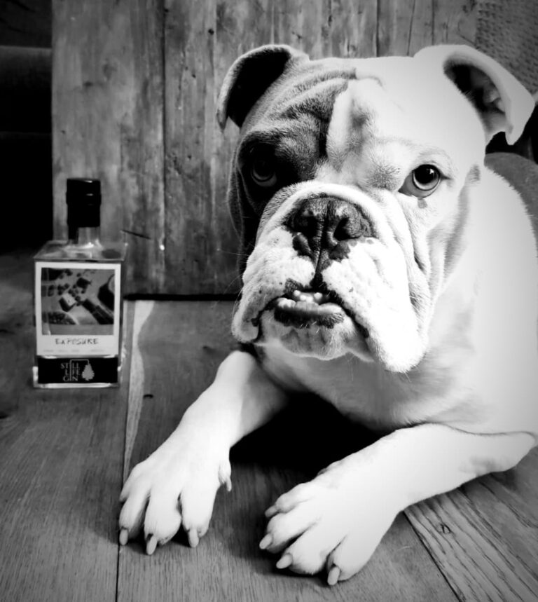 Dog next to bottle of gin