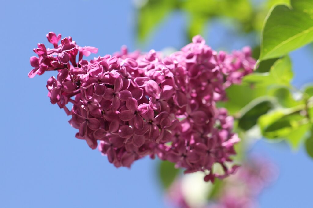 Lilac flowers