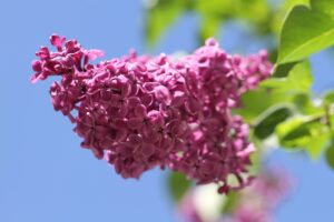 Lilac flowers