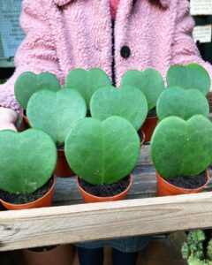 Pilea - sweetheart plant