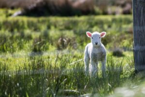 Lamb in a field