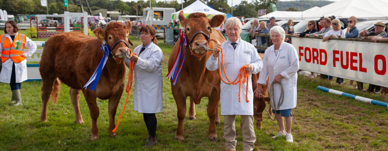 Cows at Frome Cheese Show 