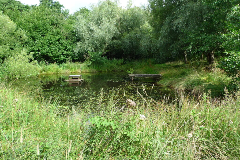 Pond-with-jetty-and-duck-island