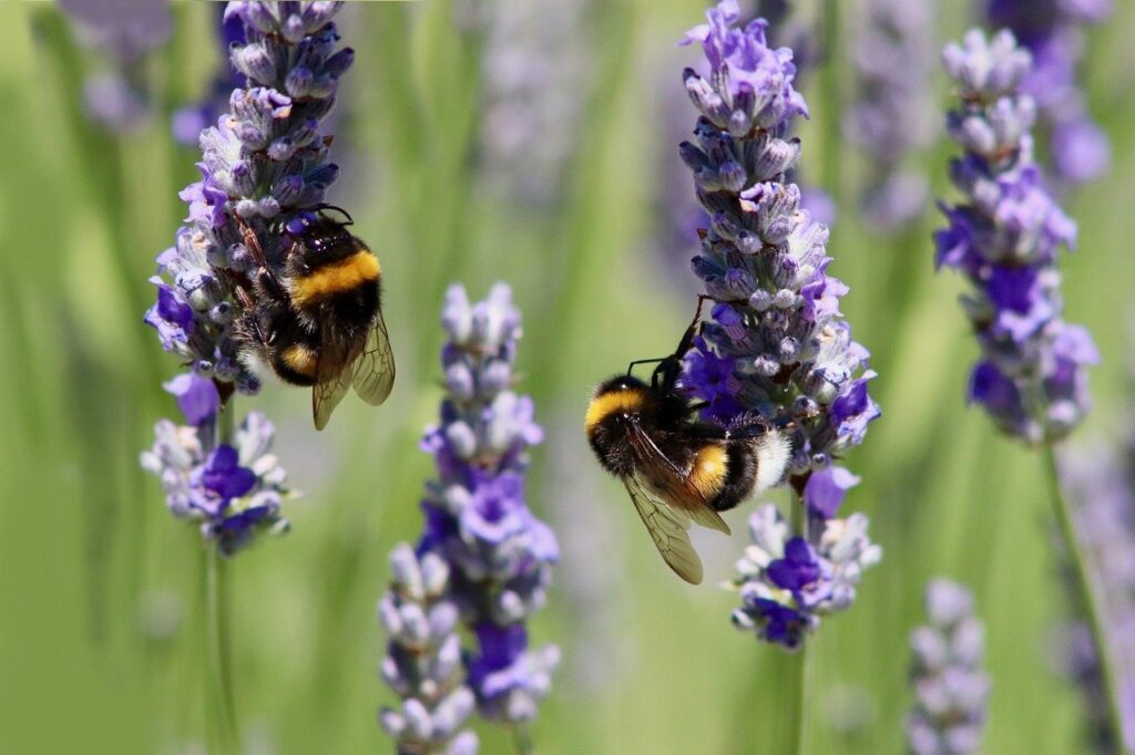 Two bees sitting on lavender