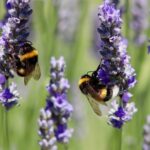 Two bees sitting on lavender