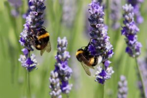 Two bees sitting on two purple flowers