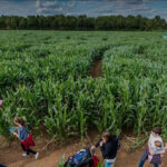 Maize maze