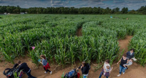 Maize maze