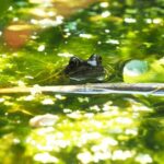 Pond-Dipping-📷-Froglife