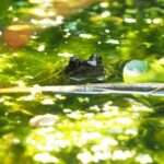 Pond-Dipping-📷-Froglife