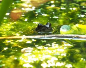 Pond-Dipping-📷-Froglife