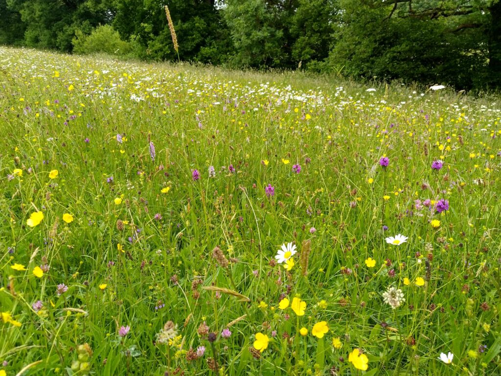 Wild flower meeadow