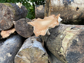 mushroom growing on a log