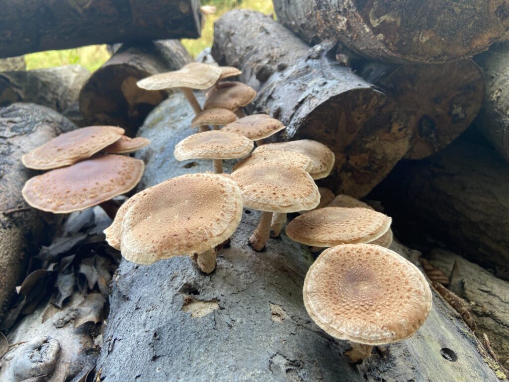 mushrooms growing on a log