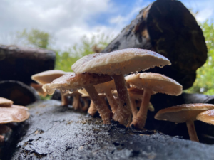 outdoor-grown-mushrooms-42-acres