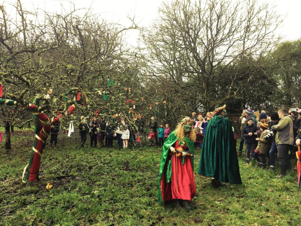 Wassail in orchard