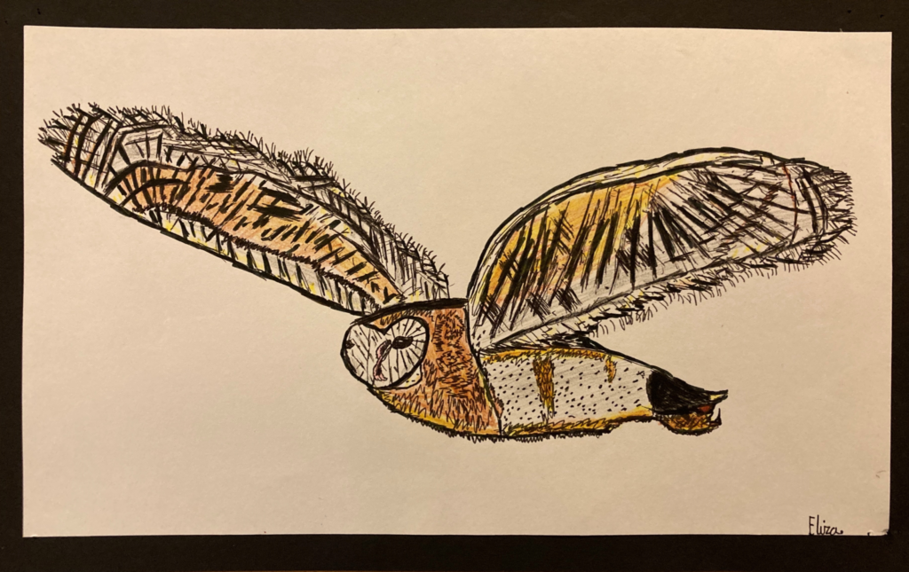 drawing of a barn owl