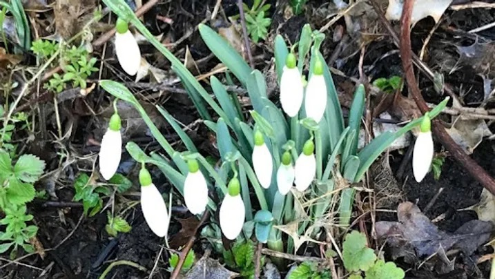 snowdrops