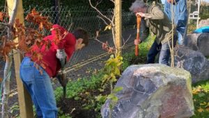 tree planting