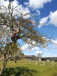 Kristy Teele pruning a fruit tree