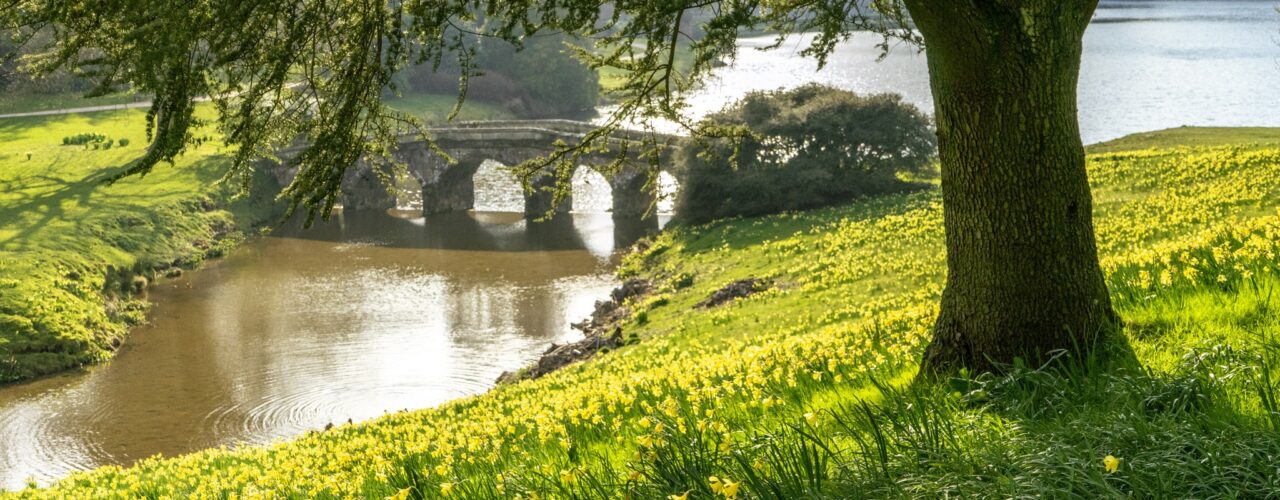Palladian bridge and daffodils at Stourhead, Wiltshire