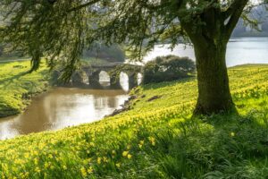 Palladian bridge and daffodils at Stourhead, Wiltshire (c) National Trust