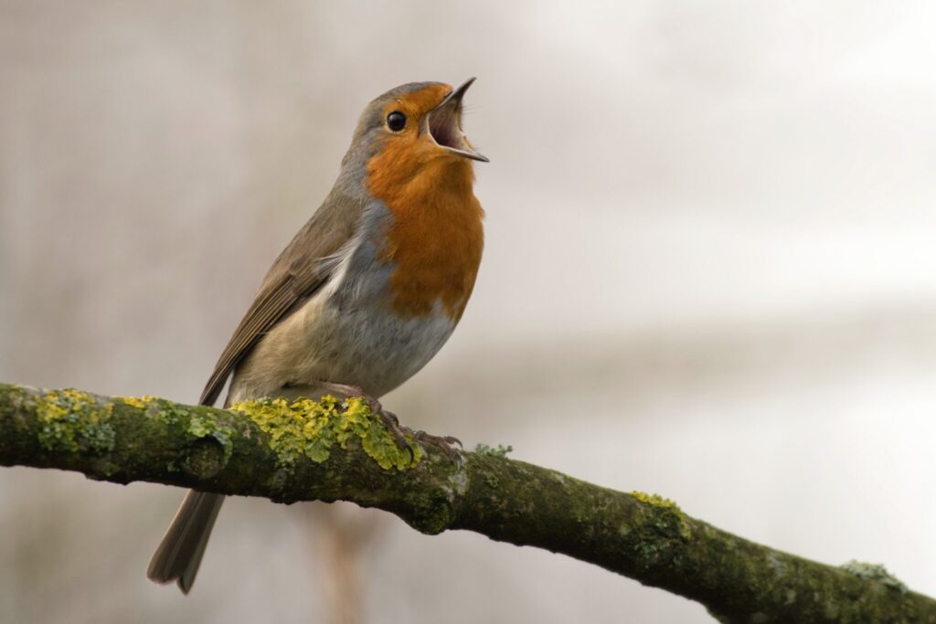 Robin singing