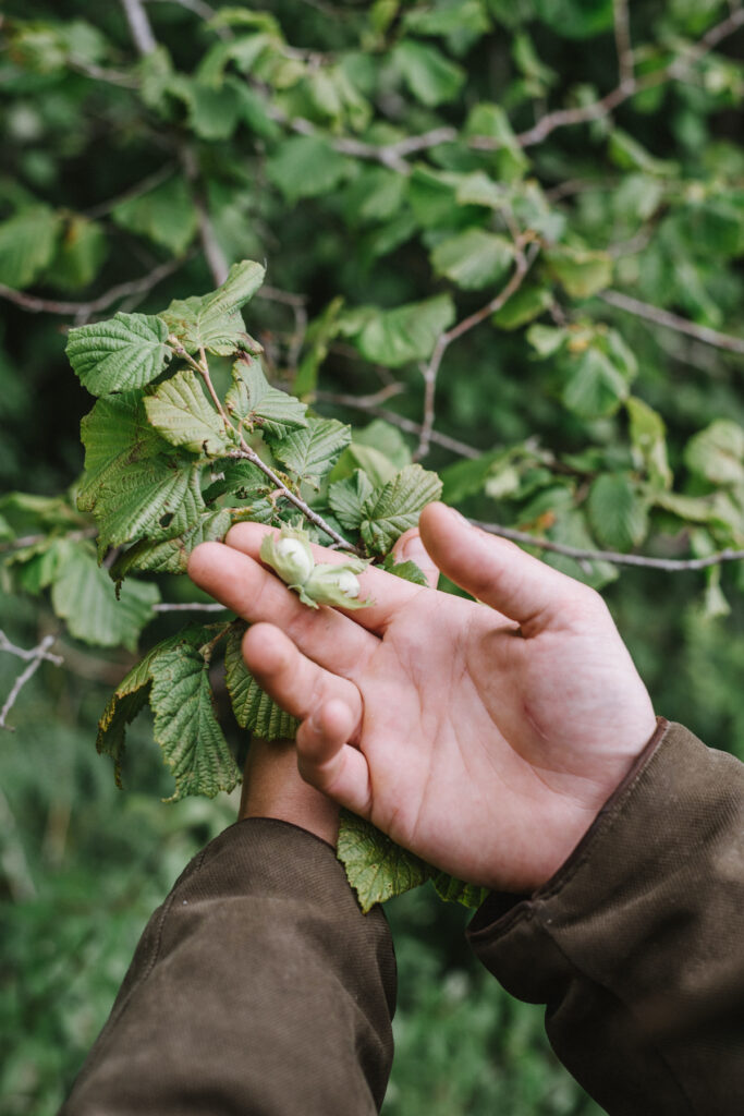 Foraging walk