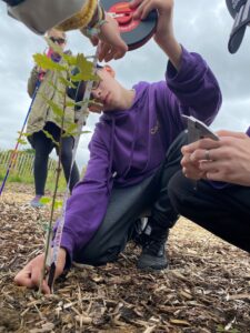 measuring a tree